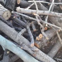 خریدارفوری انواع چوب درخت قیمت روز تسویه فوری