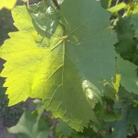 برگ انگور درشت بدون چاک نرم مخصوص دلمه