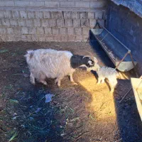 بز زایده جوان