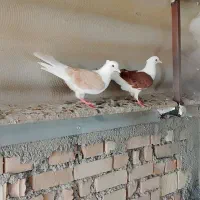 جفت دوکت
