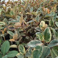 انواع گل آپارتمانی|گل و گیاه طبیعی|ارطه, |دیوار