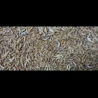 کرم میلورم کلی و جزئی