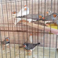 فنج|پرنده|بندرعباس, |دیوار