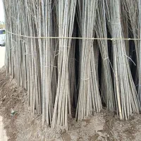 صنوبر و کبوده|خدمات باغبانی و درختکاری|سقز, |دیوار