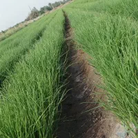 پیاز غده ای|عمدهفروشی|جیرفت, |دیوار