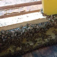 فروش زنبور عسل