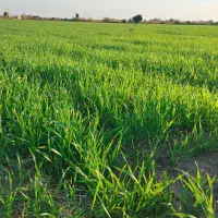 زمین کشاورزی شلتوک