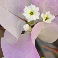 گل کاغذی شکوفه گیلاسی(Cherry Blossom)|گل و گیاه طبیعی|شیراز, شهرک بهشتی|دیوار