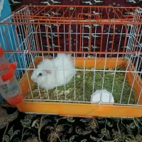 حیوانات|موش و خرگوش|مشهد, شهرک مهر آباد|دیوار