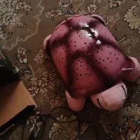 لاکپشت چراغ خواب