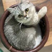 گربه|گربه|ارومیه, |دیوار