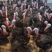 بوقلمون برنز ماده آماده تخم گذاری و نر چاق|حیوانات مزرعه|سبزوار, چهارراه فرودگاه|دیوار