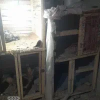 قفس مرغ و خروس یا کبوتر