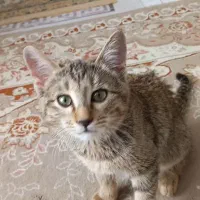 واگذاری دو بچه گربه خانگی دی اس اج|گربه|سنندج, |دیوار