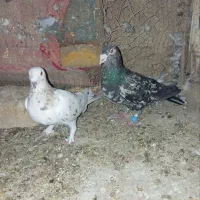 کفتر جفتی سار