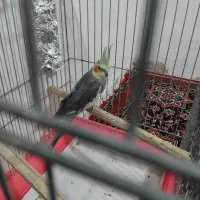 عروس هلندی سخنگو باقفس