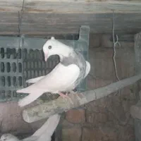 فضله مرغ و کبوتر