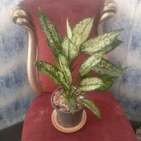 گل وگیاه