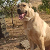 سگ سرابی نر|سگ|سقز, |دیوار