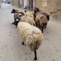 تپل و جوان بره|حیوانات مزرعه|کرج, کرج نو|دیوار