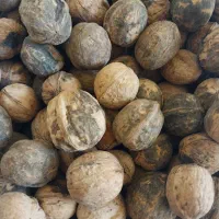 گردو کاغذی چهارمحال