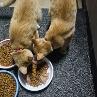 گربه ۶ ماهه  خونگی|گربه|لاهیجان, گلستان|دیوار