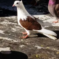 کفتر|پرنده|تبریز, |دیوار