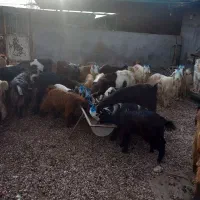 ۴۰ راس بز وتیشتر|حیوانات مزرعه|گتوند, |دیوار