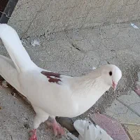 کبوتر|پرنده|شاهین دژ, |دیوار
