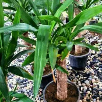 یوکا بنسای گل