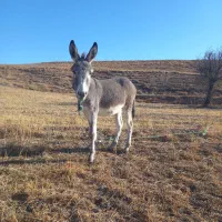 خر نر جوان|حیوانات مزرعه|قره پشتلو, |دیوار