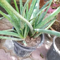 گل های زیبا|گل و گیاه طبیعی|مرند, |دیوار