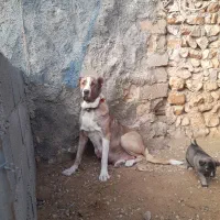 سگ آلابای|سگ|کرمانشاه, |دیوار