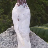 کفتر گره