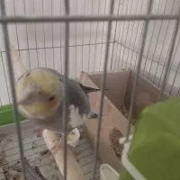 عروس هلندی نر و ماده