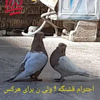 ۱۹۰۰۰۰۰|پرنده|دهدشت, |دیوار