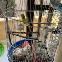 مرغ عشق همراه قفس و آویز|پرنده|اصفهان, باغ نگاره|دیوار