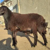 فروش قوچ‌ همو