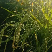 نشاء برنج