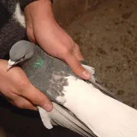 پرنده زدو خوردی ب شرط|پرنده|قزوین, |دیوار