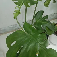 گل برگ انجیری ودیفن|گل و گیاه طبیعی|شیراز, منطقه هوایی شهید دوران|دیوار