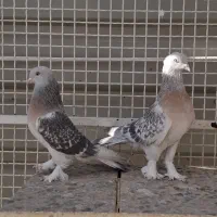 کفتر جفتی|پرنده|شیراز, شهرک گلستان|دیوار