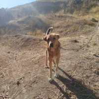 سگ گله|سگ|آبگرم, |دیوار