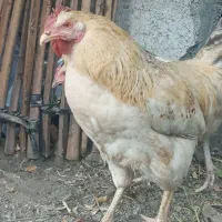 خروس گلپایگانی