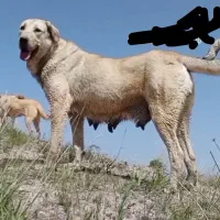 سگ و....