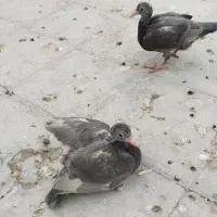 یه جفت جوجه درشت|پرنده|سبزوار, امیر کبیر|دیوار