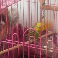 سه تا مرغ عشق تخم گذار|پرنده|ساری, |دیوار