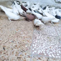 کبوتر یجایی معاوضه دارم|پرنده|قم, آذر (نکویی)|دیوار