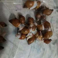حلزون|خزنده|آبادان, |دیوار