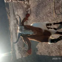 چبش تخمی گلابی نژاد اصیل نهبندان|حیوانات مزرعه|نهبندان, |دیوار